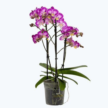 Phalaenopsis Sunca Pula mit rosa-weißen Blüten und 2+ Rispen