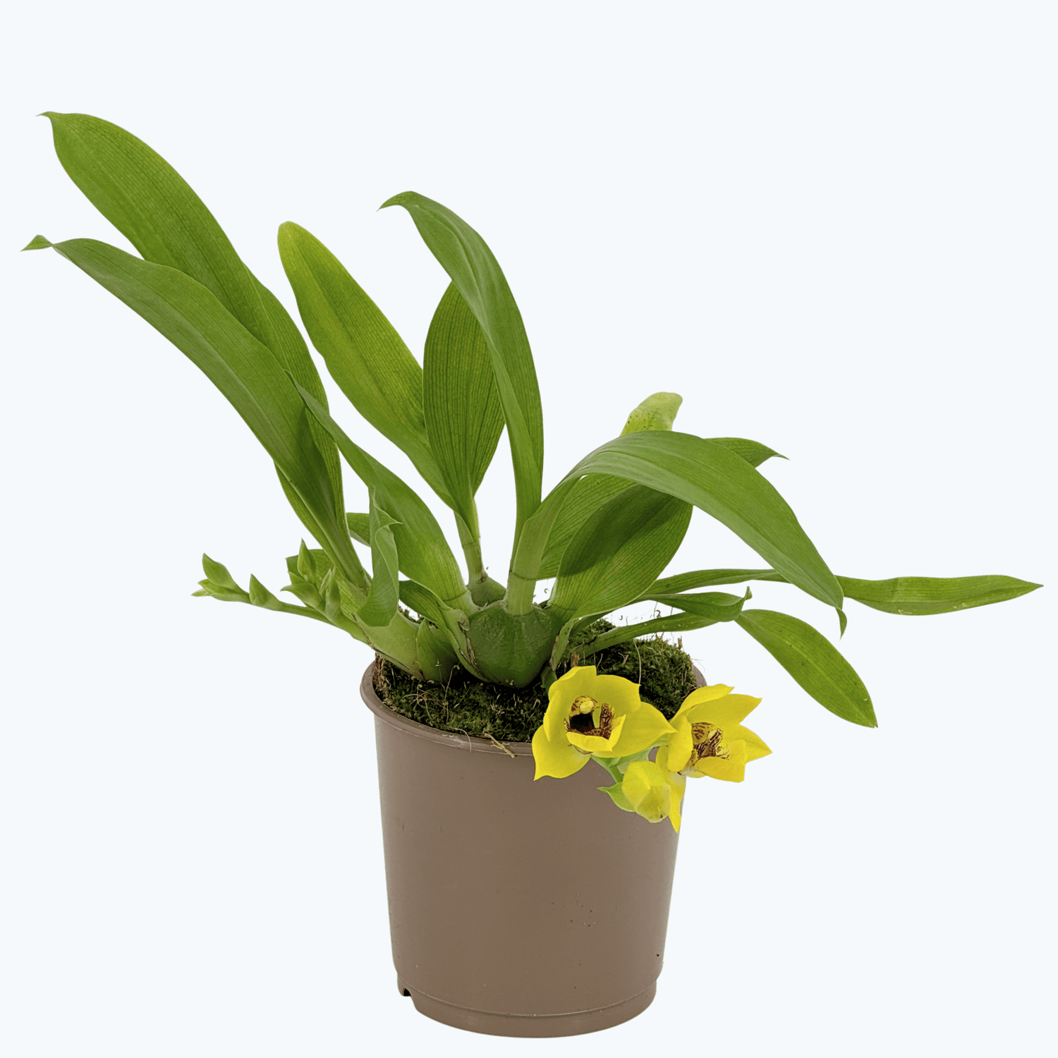 Propetalum Akka mit gelben Blüten und 2 Rispen