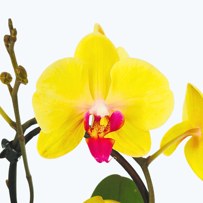 Wasserfall Phalaenopsis Golden Star mit gelben Blüten und 1 Rispe