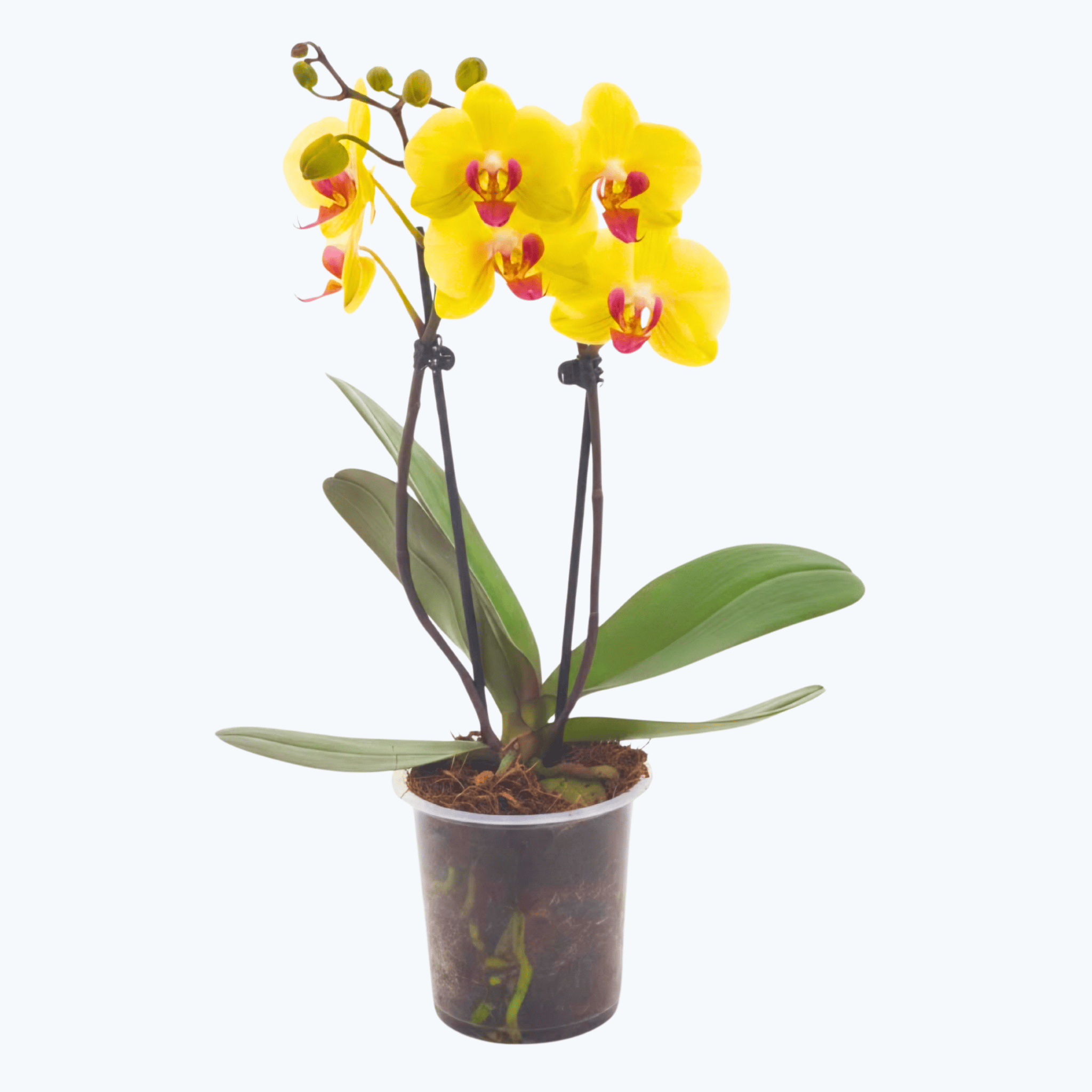 Phalaenopsis Golden Star mit gelben Blüten und 2 Rispen