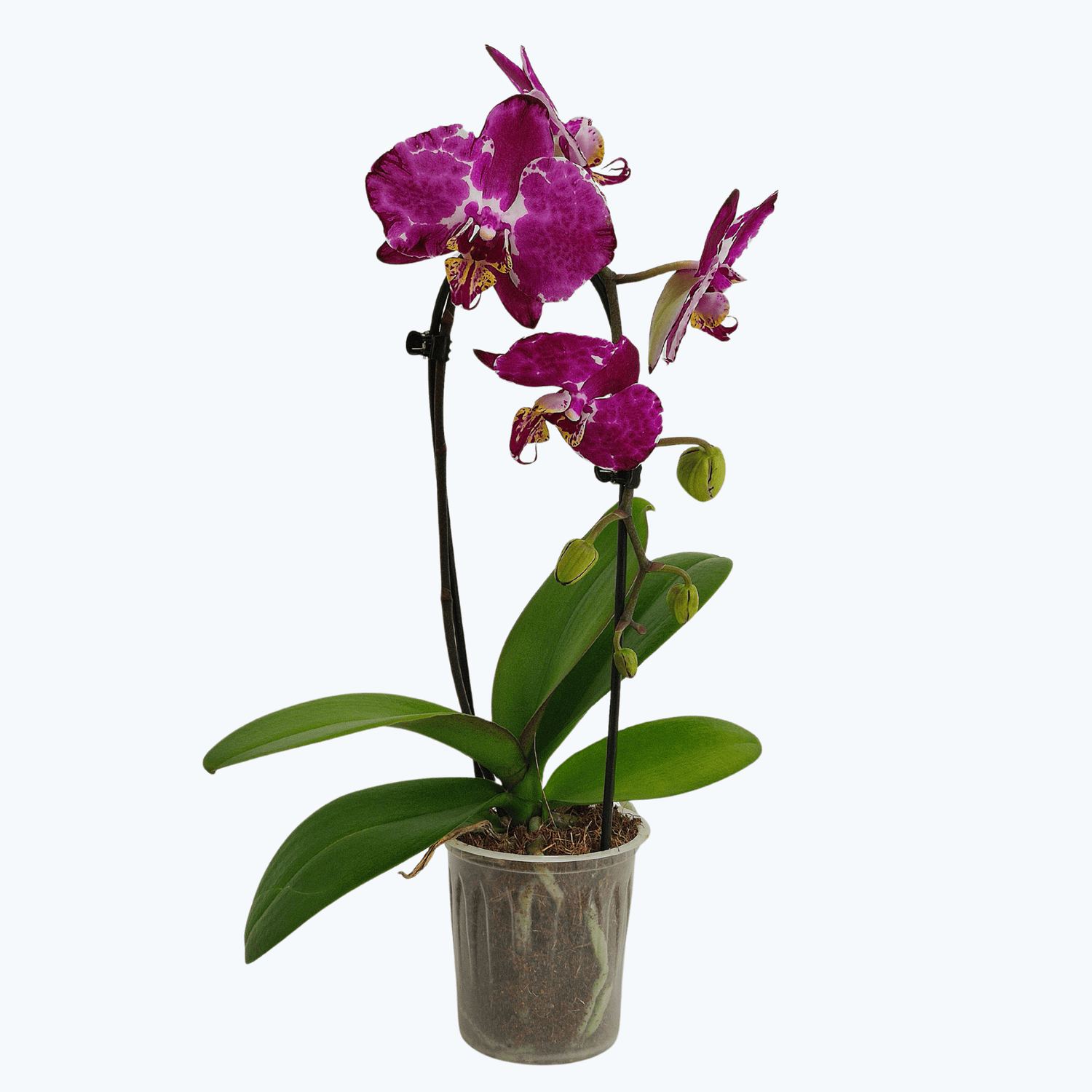 Table Dance Wasserfall Bordeaux Beauty mit bordeaux-violetten Blüten und 1 Rispe