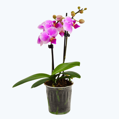 Table Dance Tahani mit rosa weißen Blüten und 2 Rispen