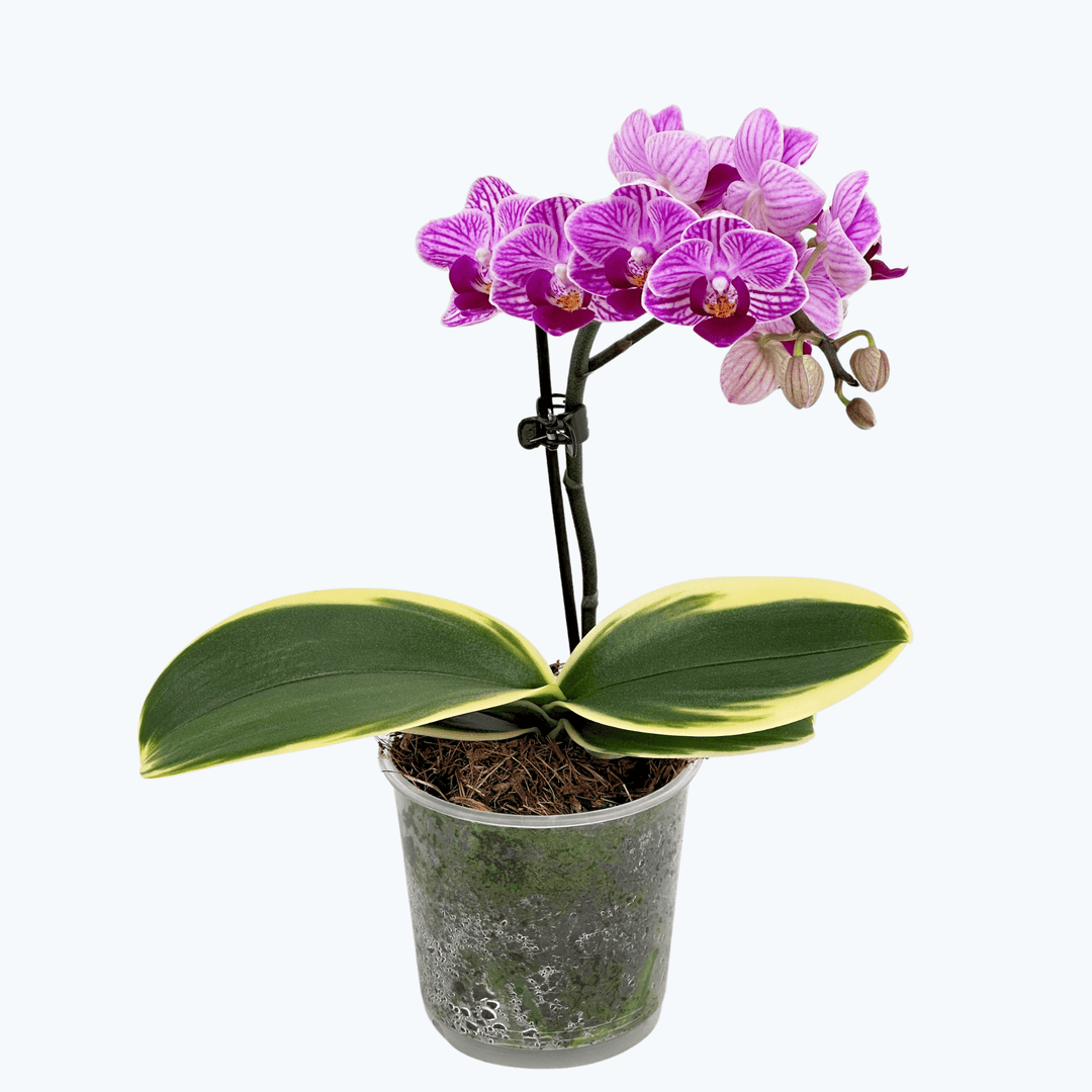 N*e様 【完売／希少】ORCHID BoConcept Orchidee Vandaenopsis (Ascps.) Irene Dobkin Elmhurst HCC/AOS (FS
