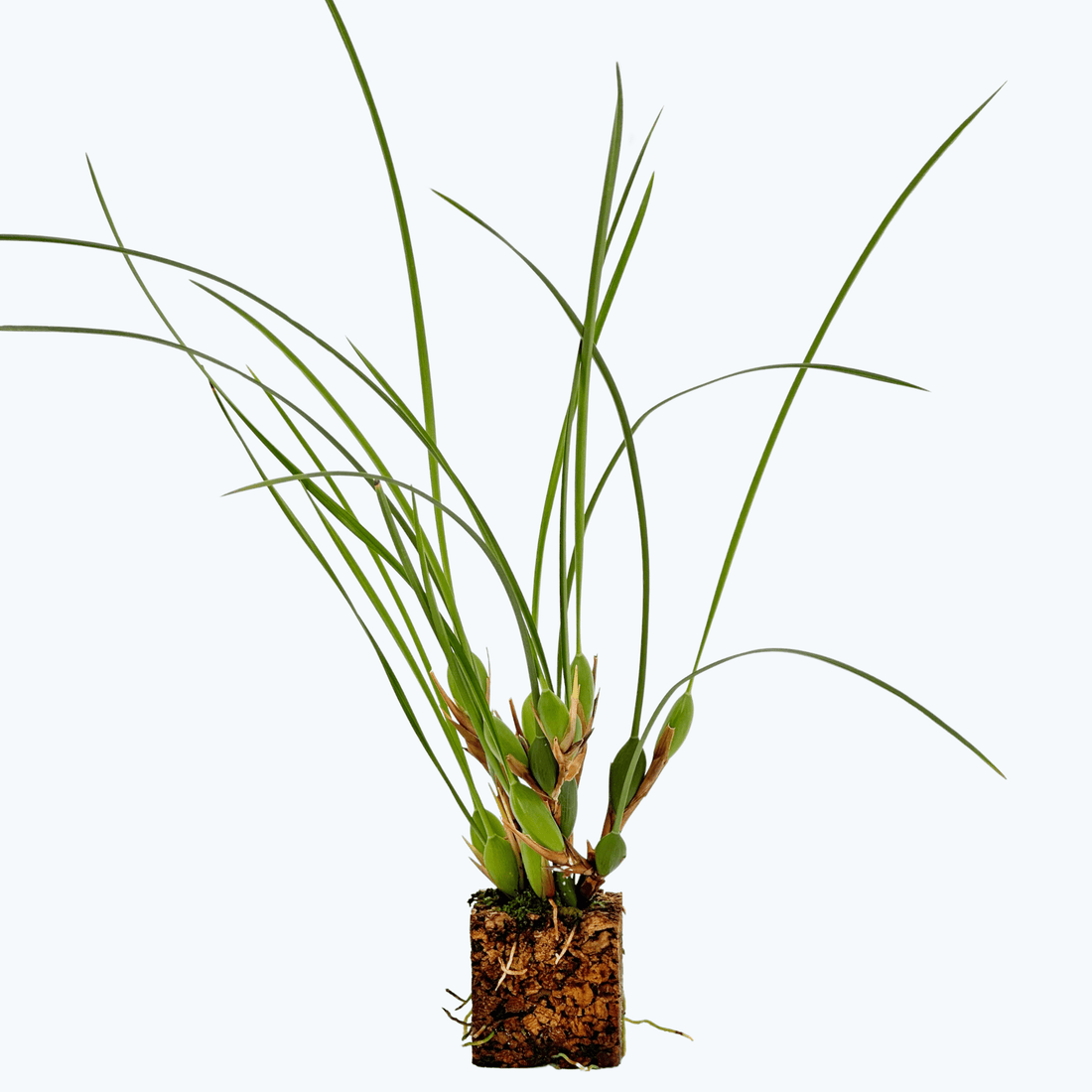 Maxillaria tenuifolia Duftorchidee auf Korkquader