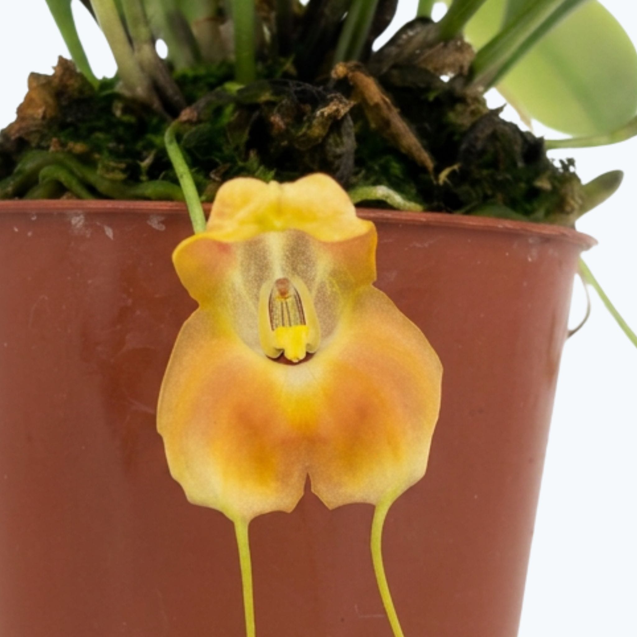 Mini-Orchidee Masdevallia prodigiosa
