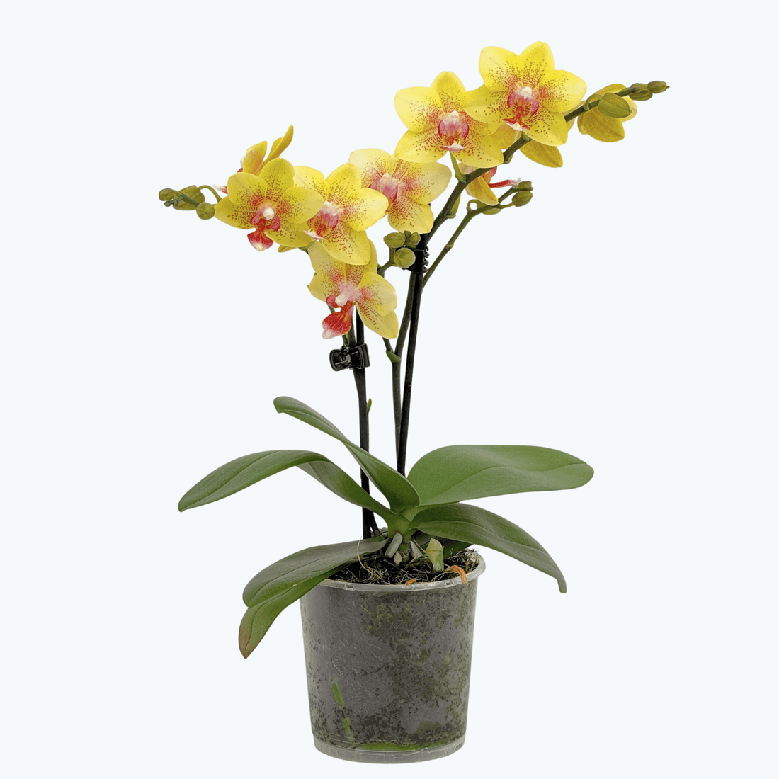 Table Dance Pereira mit gelb-gepunkteten Blüten und 2+ Rispen