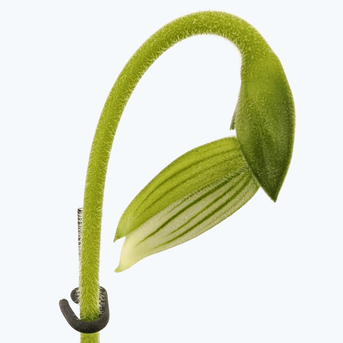 Frauenschuh Paphiopedilum Maudiae mit 2 Rispen