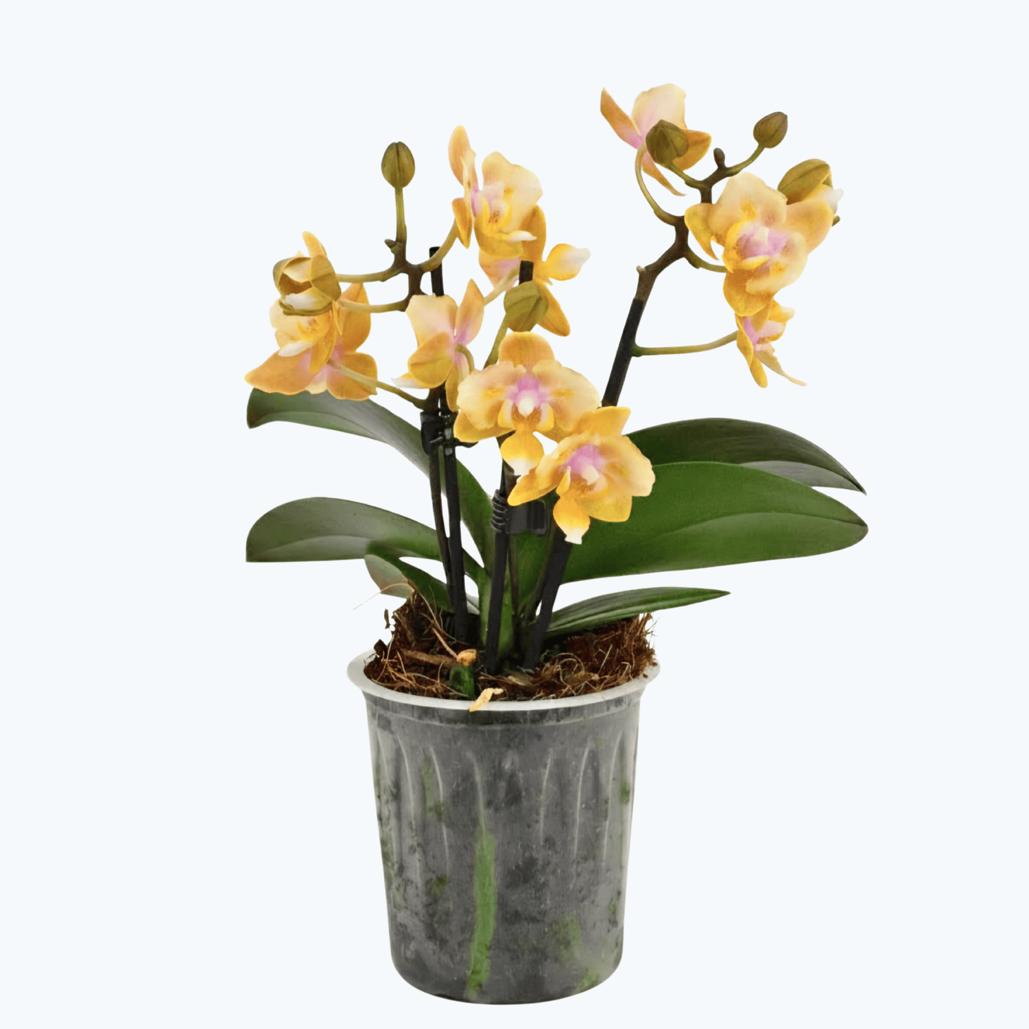 Pelorische Duftorchidee Table Dance Elemental mit gelben Blüten mit 2 Rispen