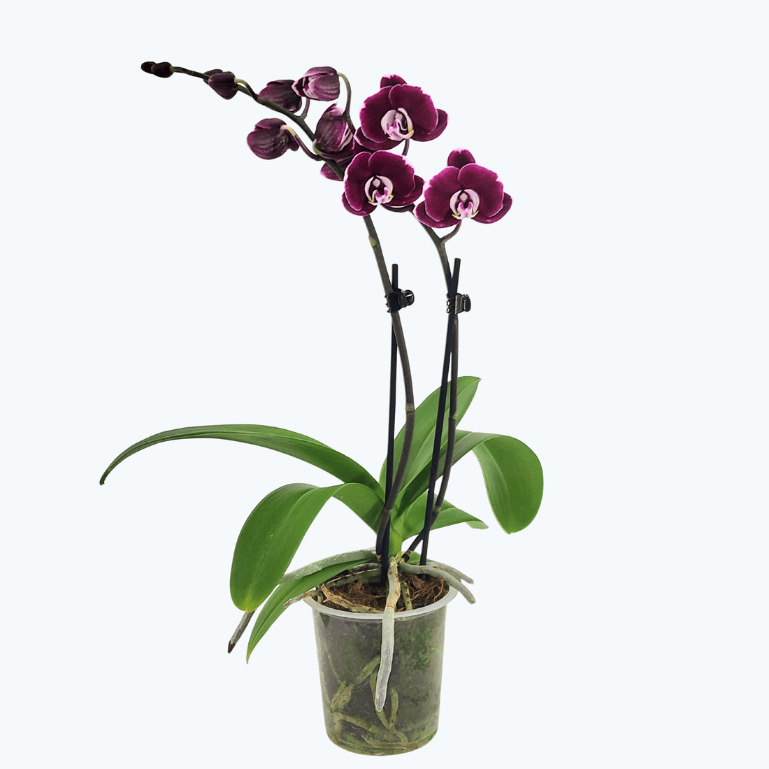 Phalaenopsis Seraphina Black mit dunkelvioletten Blüten und 2 Rispen