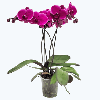 Große Two of Us Night Rider mit pink-violetten Blüten und 3 Rispen