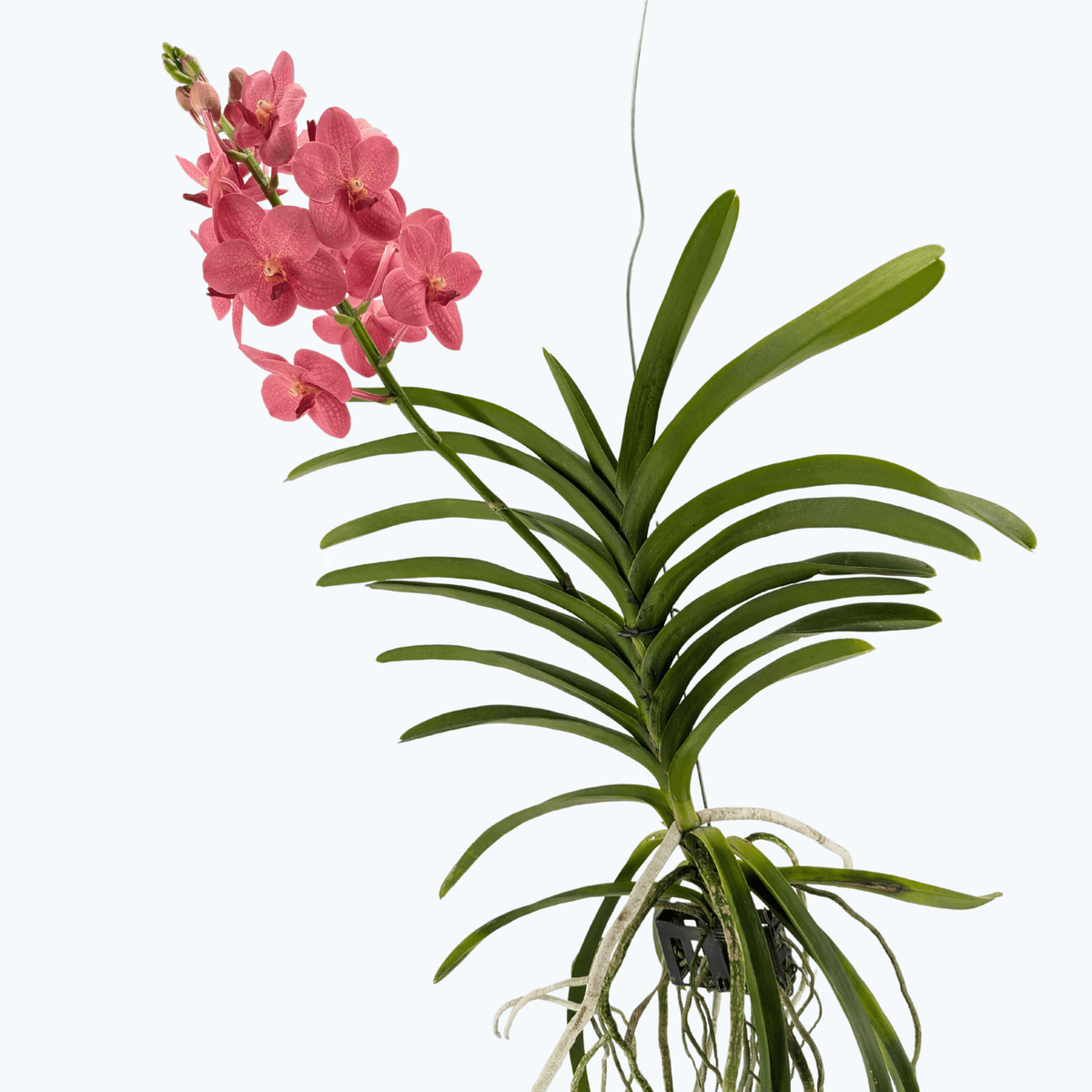 Vanda Orchidee in verschiedenen Farben