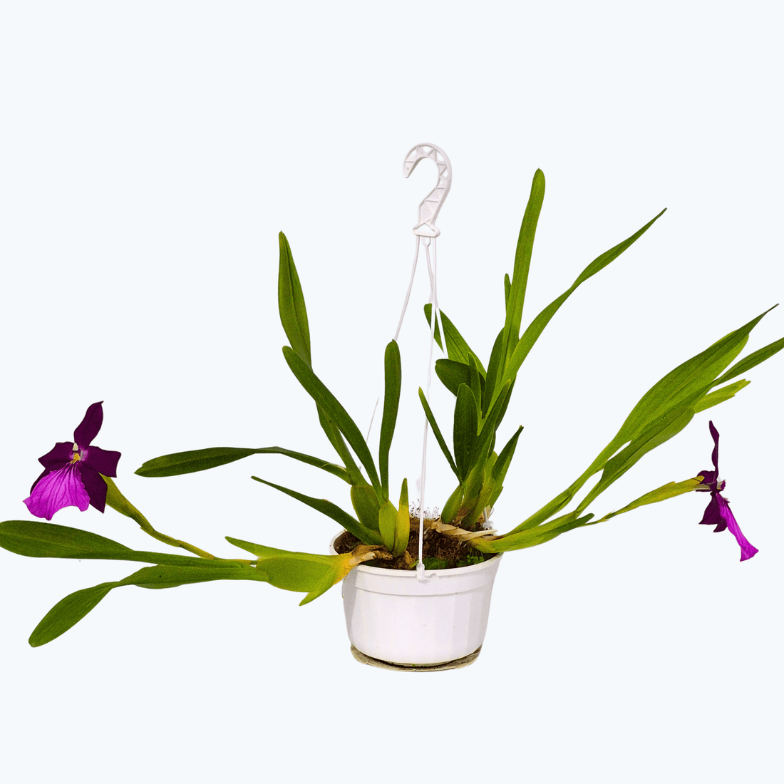 Miltonia moreliana Duftorchidee mit 2+ Rispen im Ampeltopf