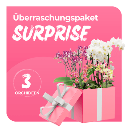 Überraschungspaket Surprise