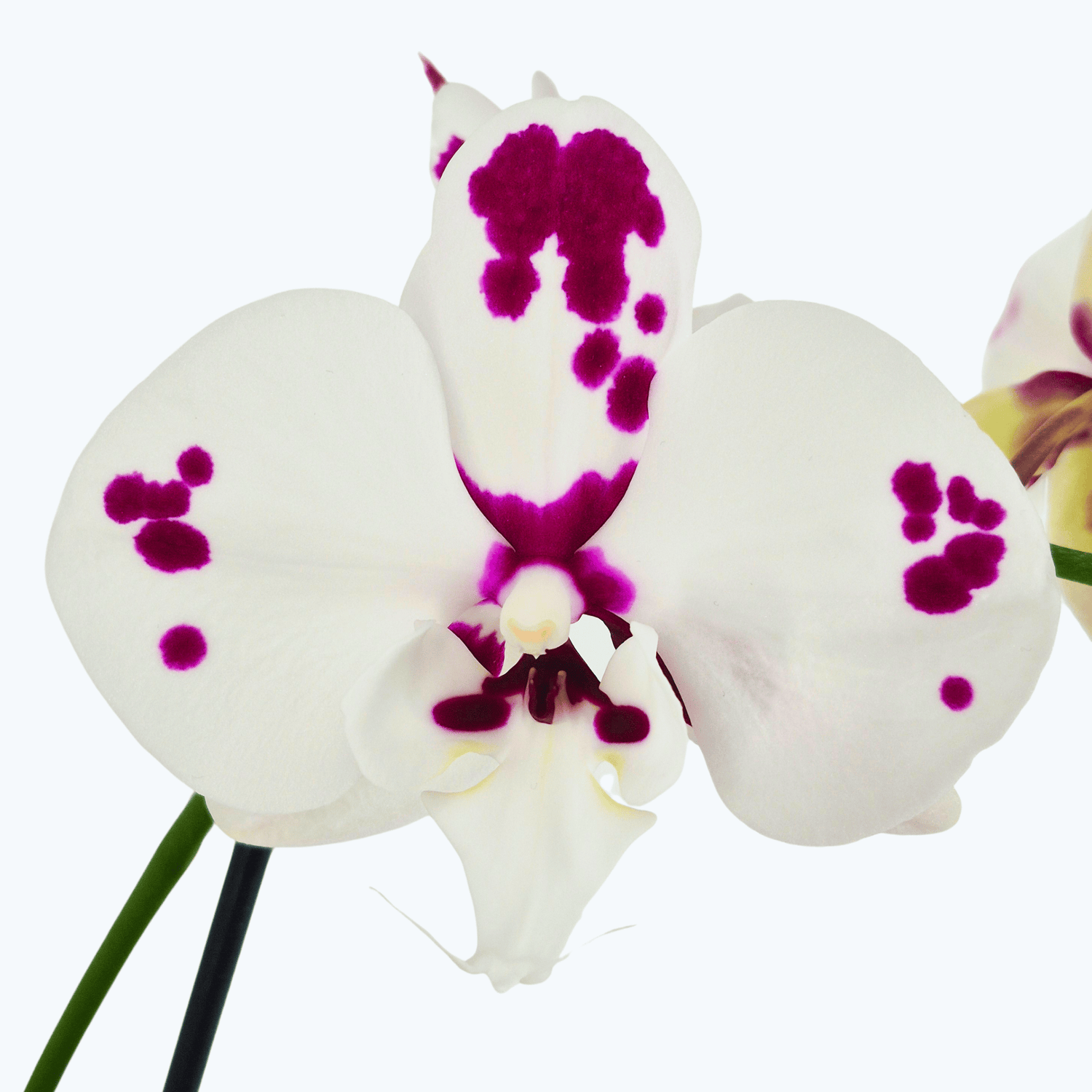 Phalaenopsis Marrakesh mit gefleckten Blüten und 2 Rispen