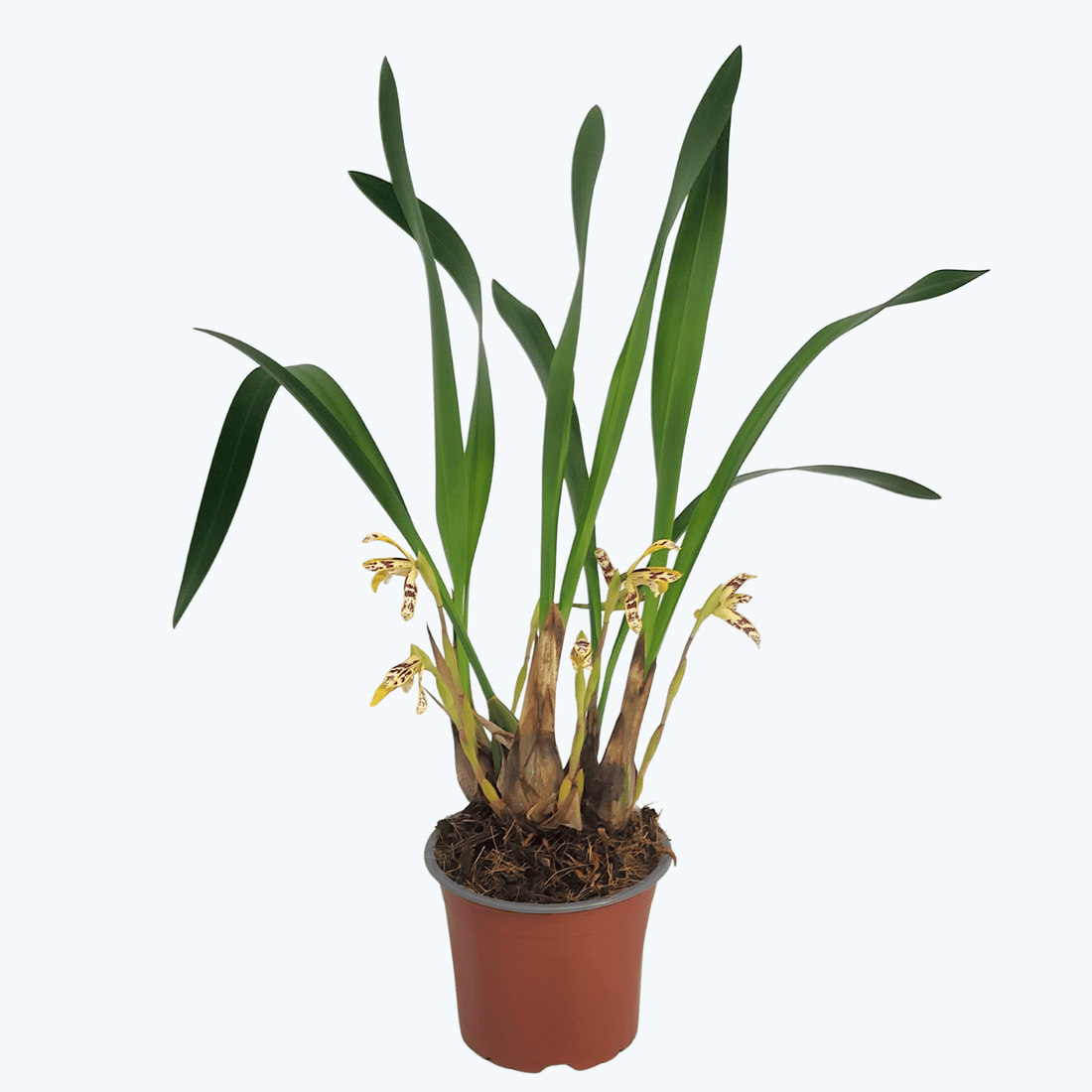 Maxillaria picta mit cremegelben Blüten und 4+ Rispen