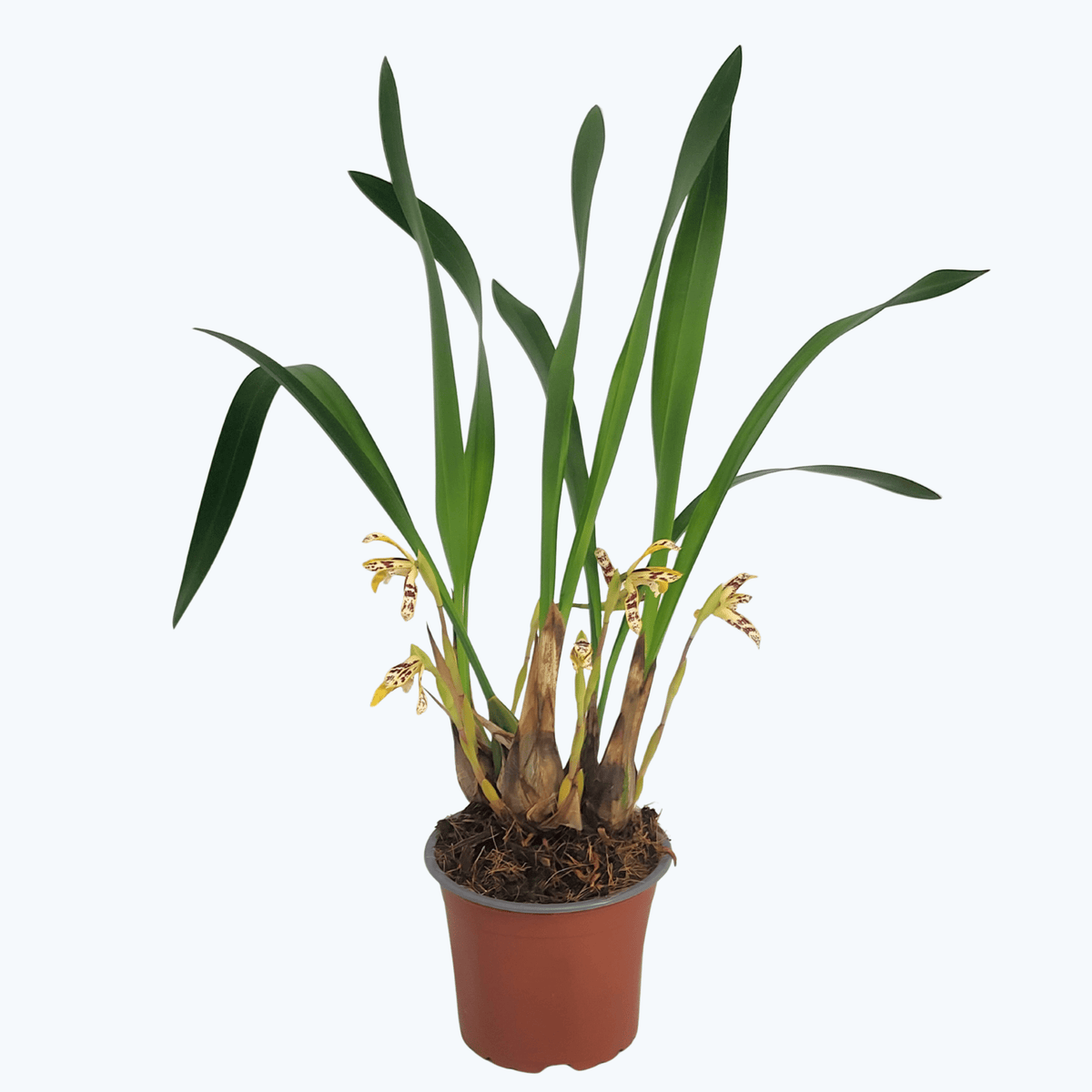 Maxillaria picta mit cremegelben Blüten und 4+ Rispen
