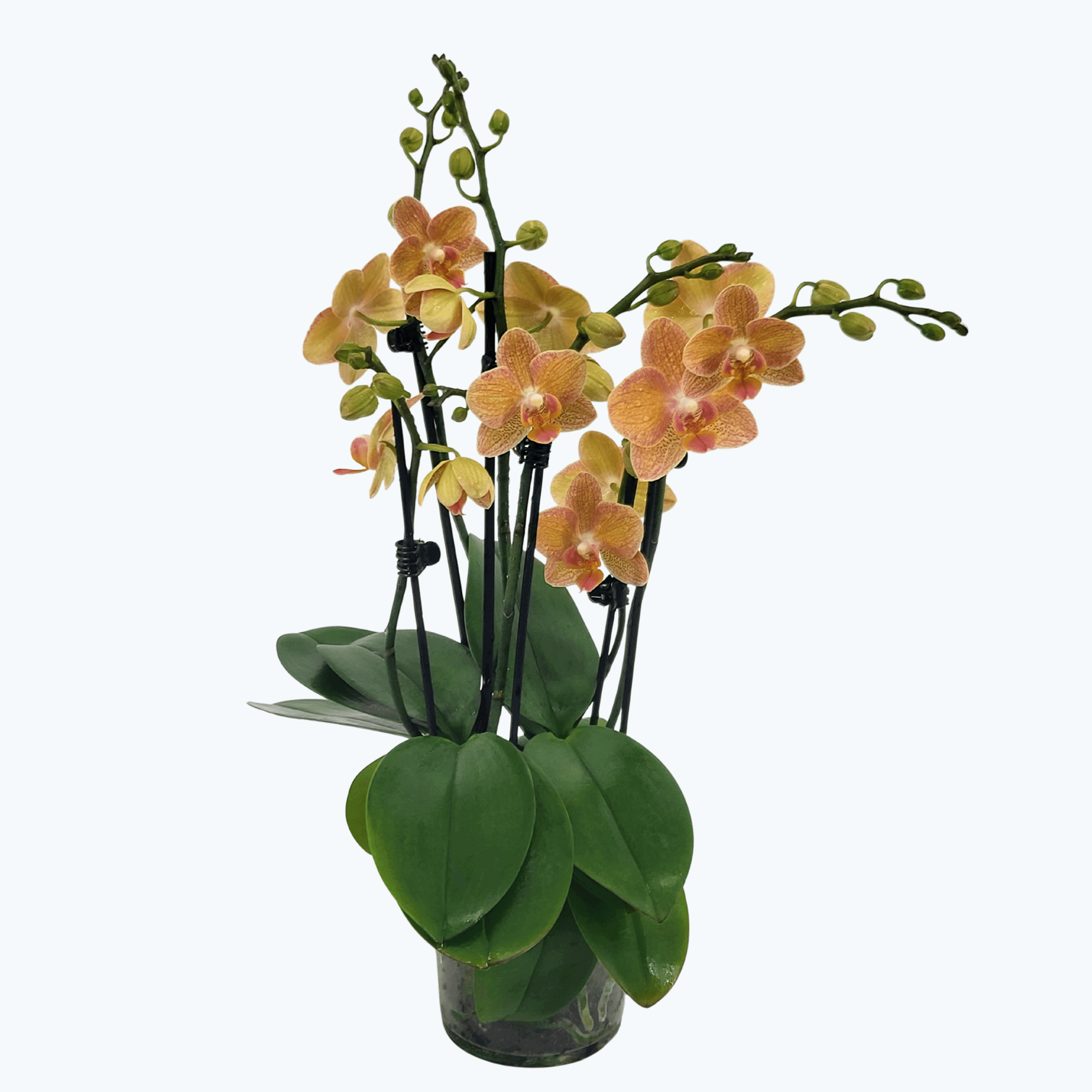 Große Two of Us Goldrush mit orange-gelben Blüten und 5+ Rispen