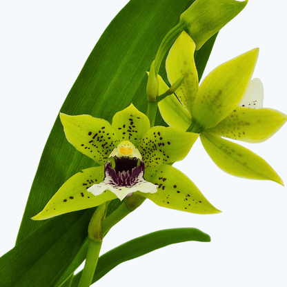 Zygopetalum Impasto green im 9cm Topf