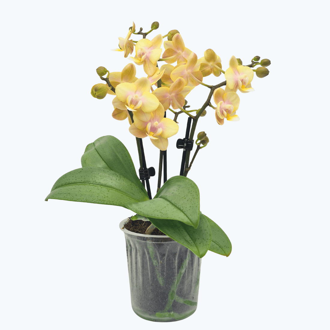 Duftorchidee Table Dance Petal Perfume mit gelben Blüten und 3 Rispen