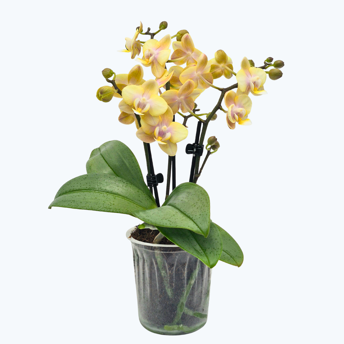 Duftorchidee Table Dance Petal Perfume mit gelben Blüten mit 3 Rispen