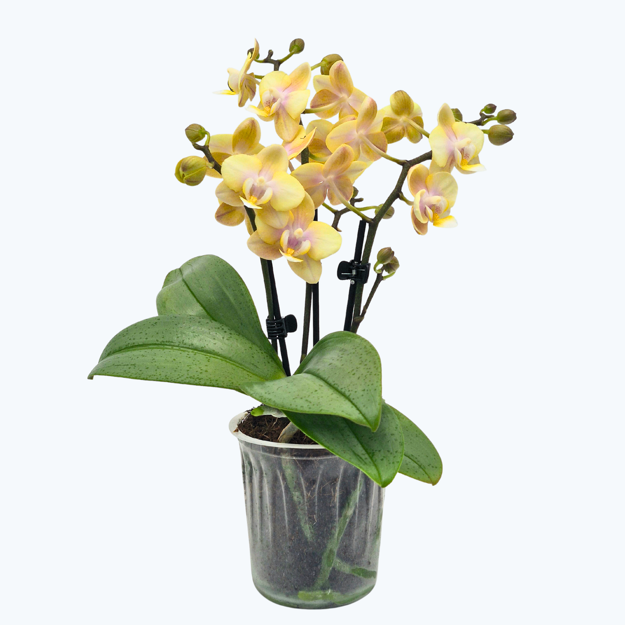 Duftorchidee Table Dance Petal Perfume mit gelben Blüten mit 3 Rispen