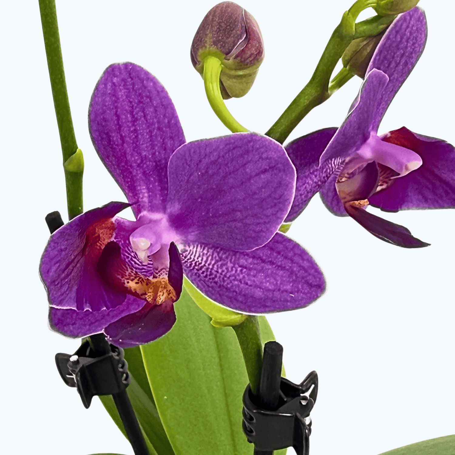 Pelorische Orchidee Table Dance Indigo Dream mit blauen Blüten und 1+ Rispen