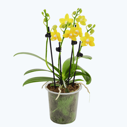 Phalaenopsis Sylvie gelben Blüten und 3 Rispen