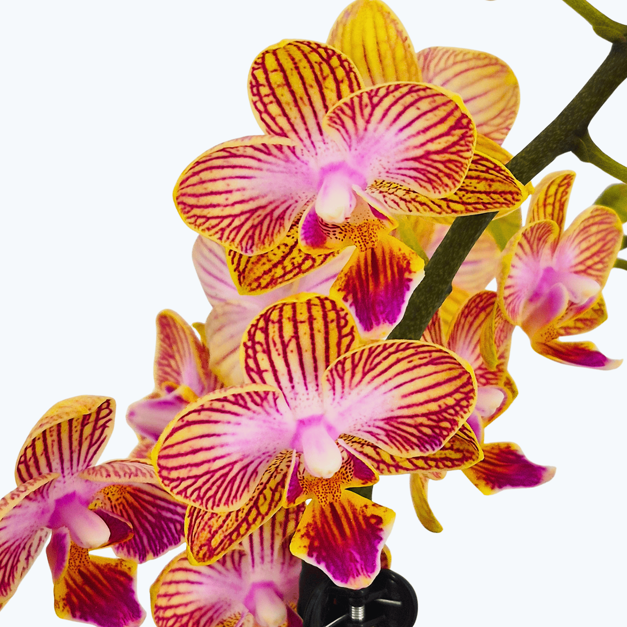 Phalaenopsis Golden Flame mit gelb-goldenen Blüten und 3 Rispen