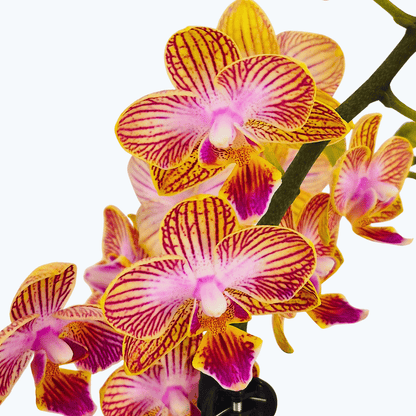 Phalaenopsis Golden Flame mit gelb-goldenen Blüten und 3 Rispen
