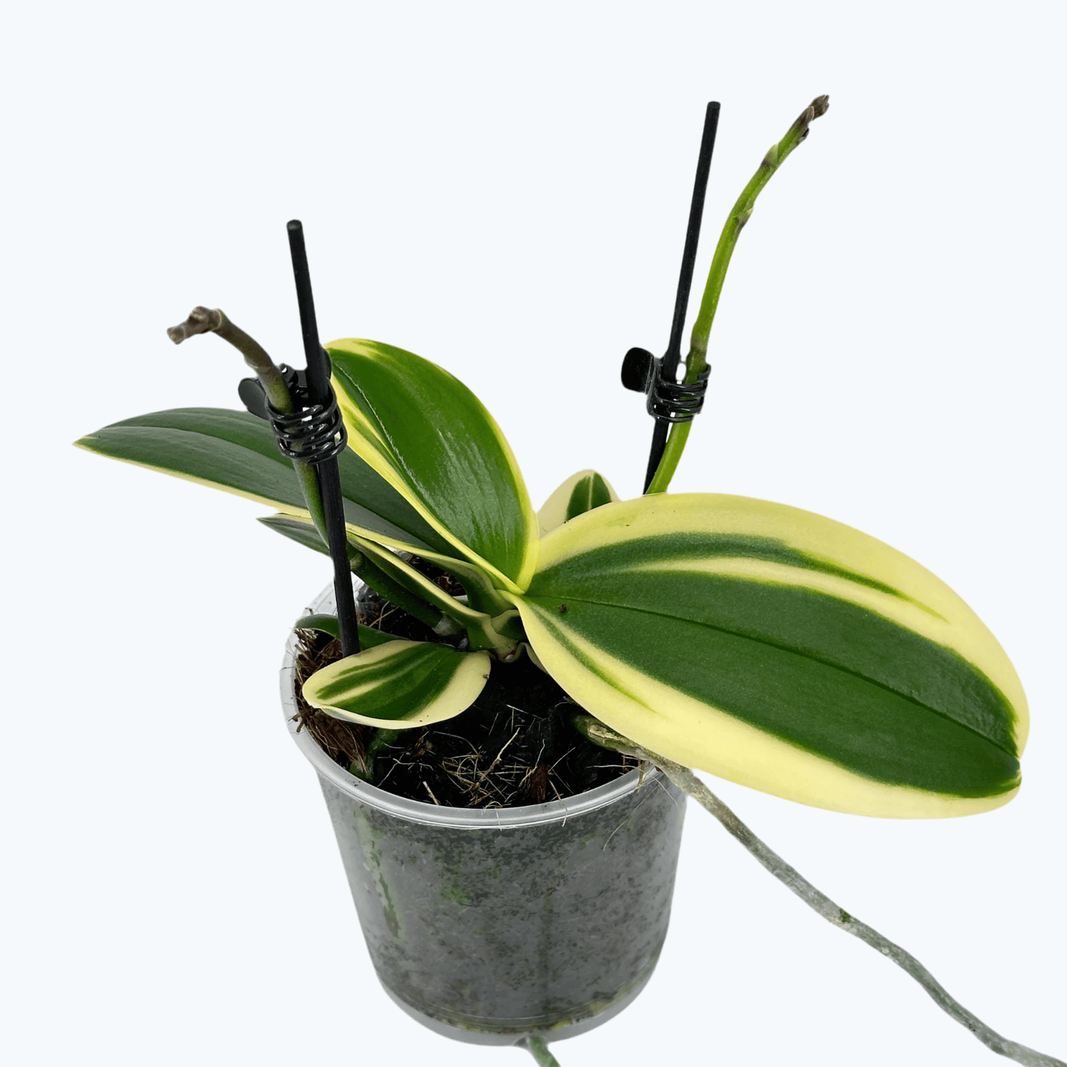 Phalaenopsis Vivien variegata mit panaschiertem Laub und 2 Rispen