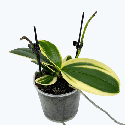 Phalaenopsis Vivien variegata mit panaschiertem Laub und 2 Rispen