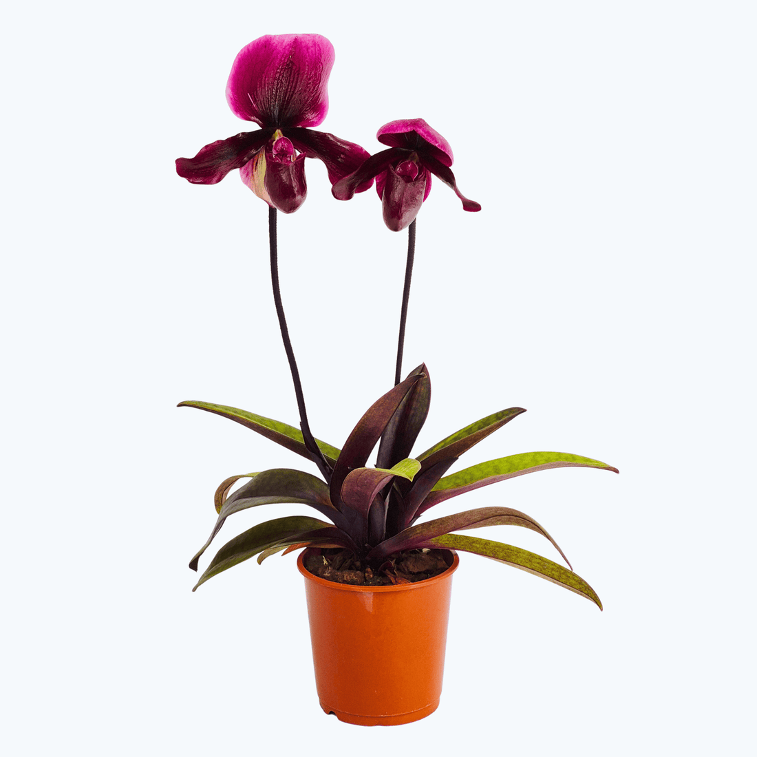 Frauenschuh Paphiopedilum Black Jack mit 2 Rispen