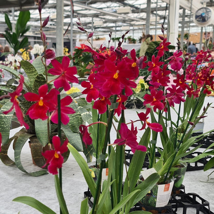 Cambria Orchidee Nelly Isler mit dunkelroten Blüten und 3 Rispen