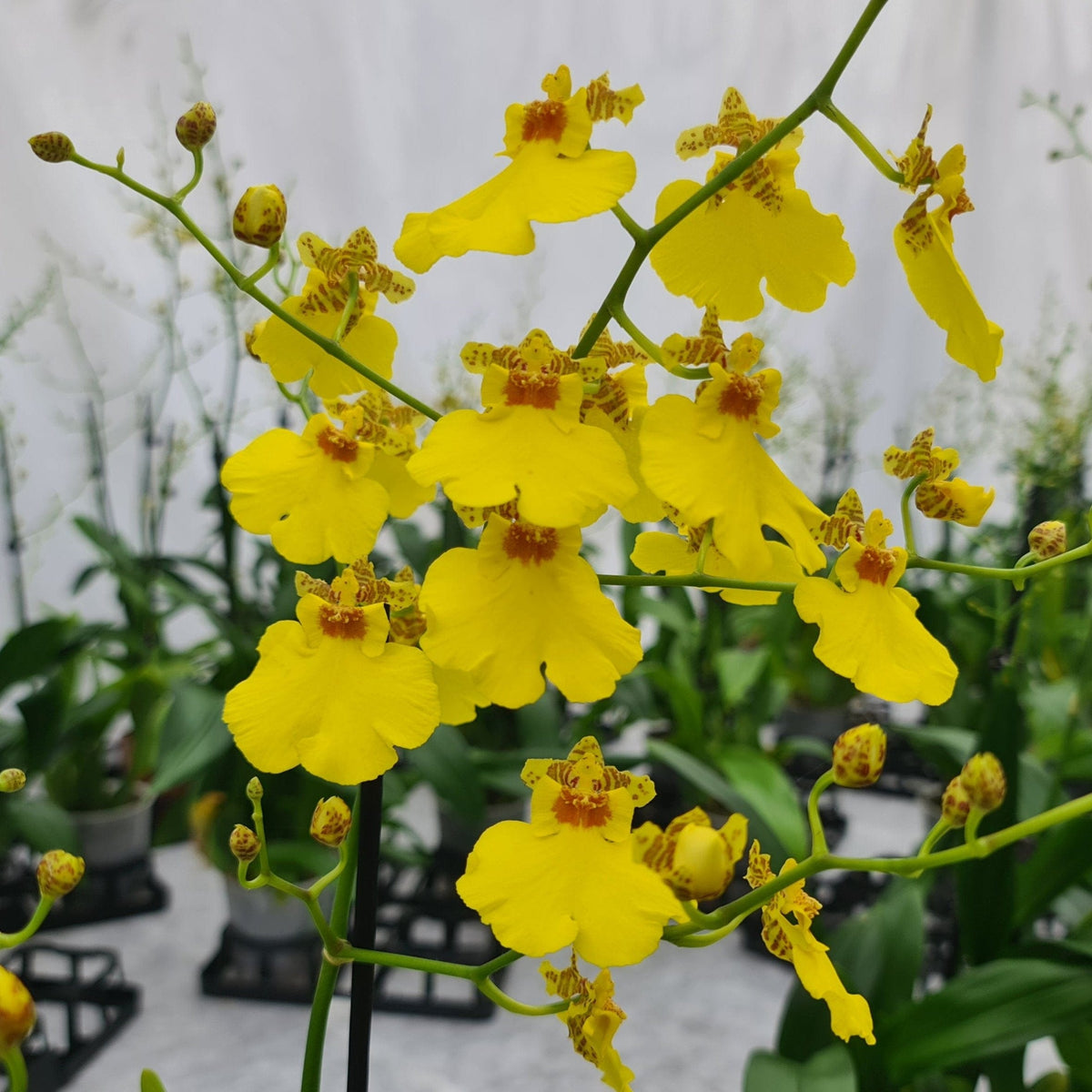 Oncidium Sweet Sugar mit gelben Blüten und 2 Rispen
