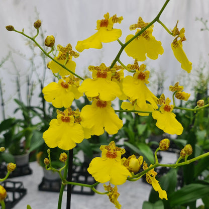 Oncidium Sweet Sugar mit gelben Blüten und 2 Rispen