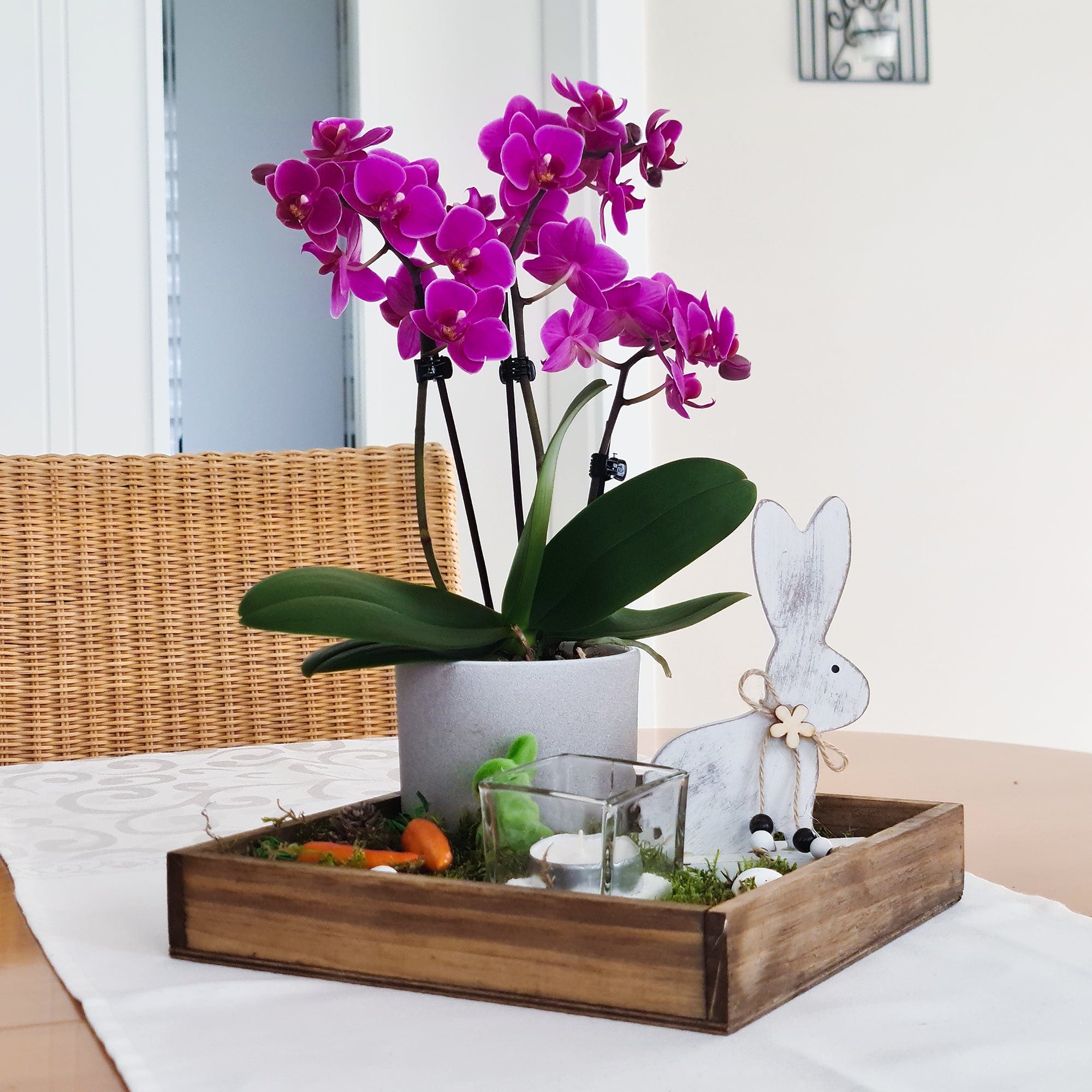 Table Dance Merida mit violetten Blüten und 3 Rispen