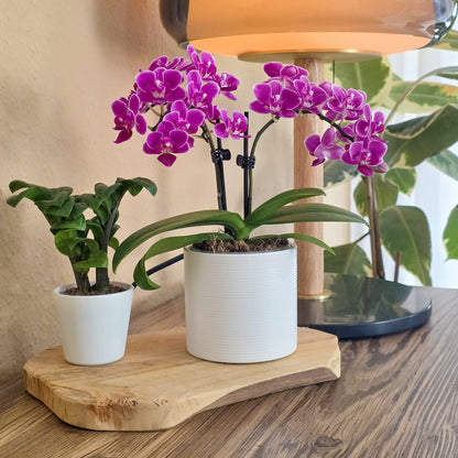 Table Dance Caracas mit violett-gestreiften Blüten und 3 Rispen