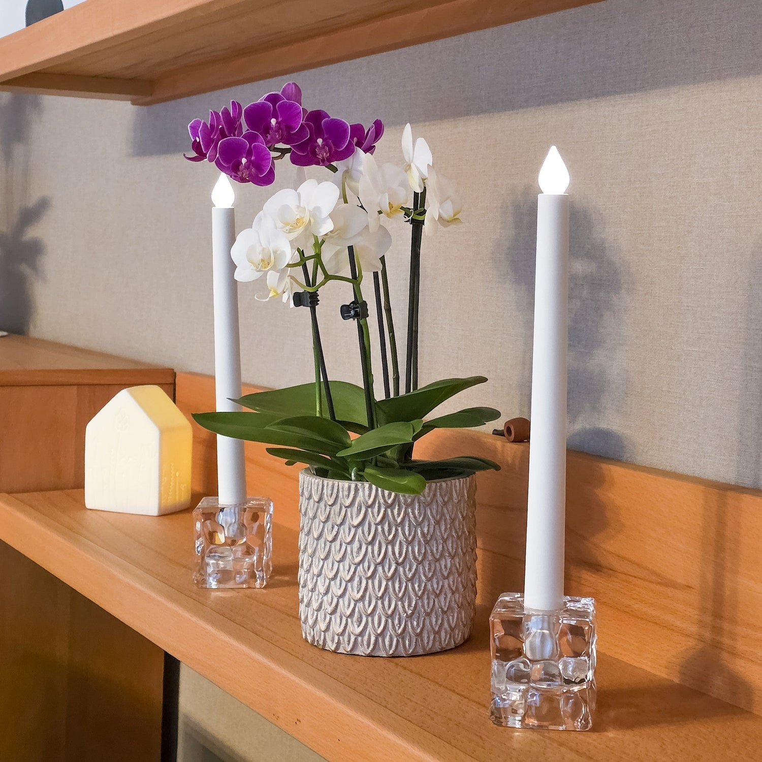 Cocktail Orchidee mit violett-weißen Blüten und 5+ Rispen