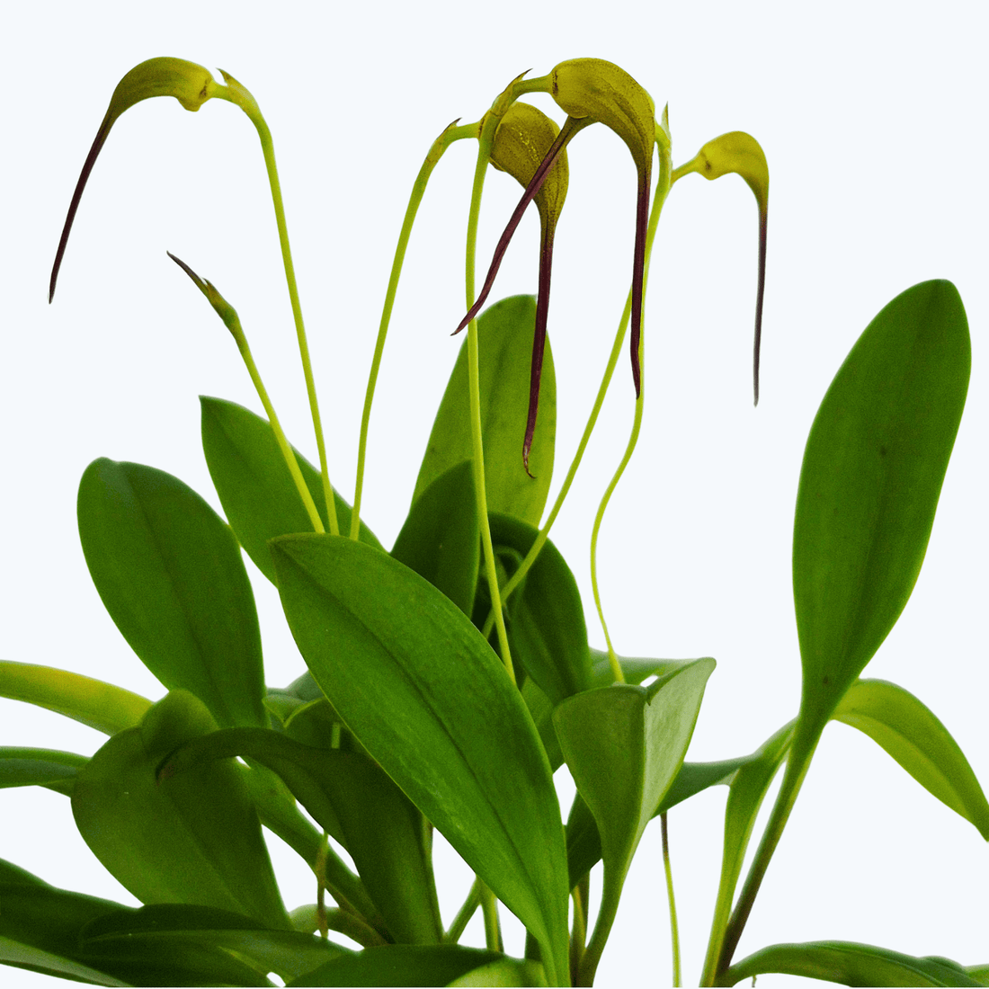 Mini-Orchidee Masdevallia triangularis