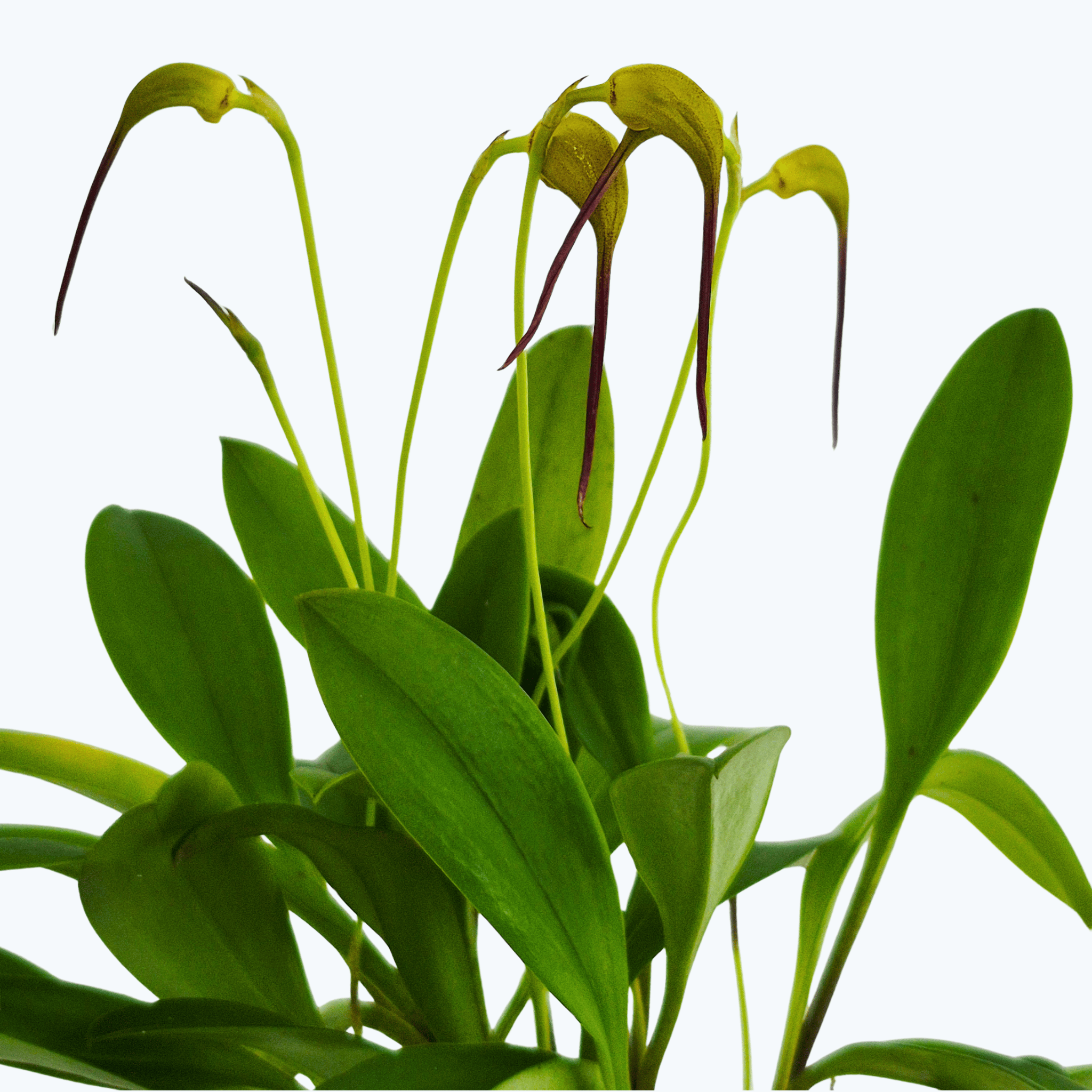 Mini-Orchidee Masdevallia triangularis