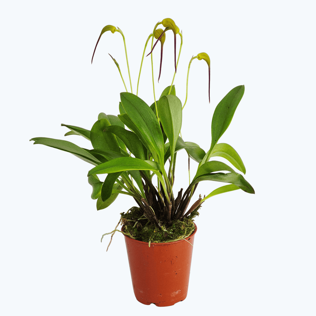 Mini-Orchidee Masdevallia triangularis