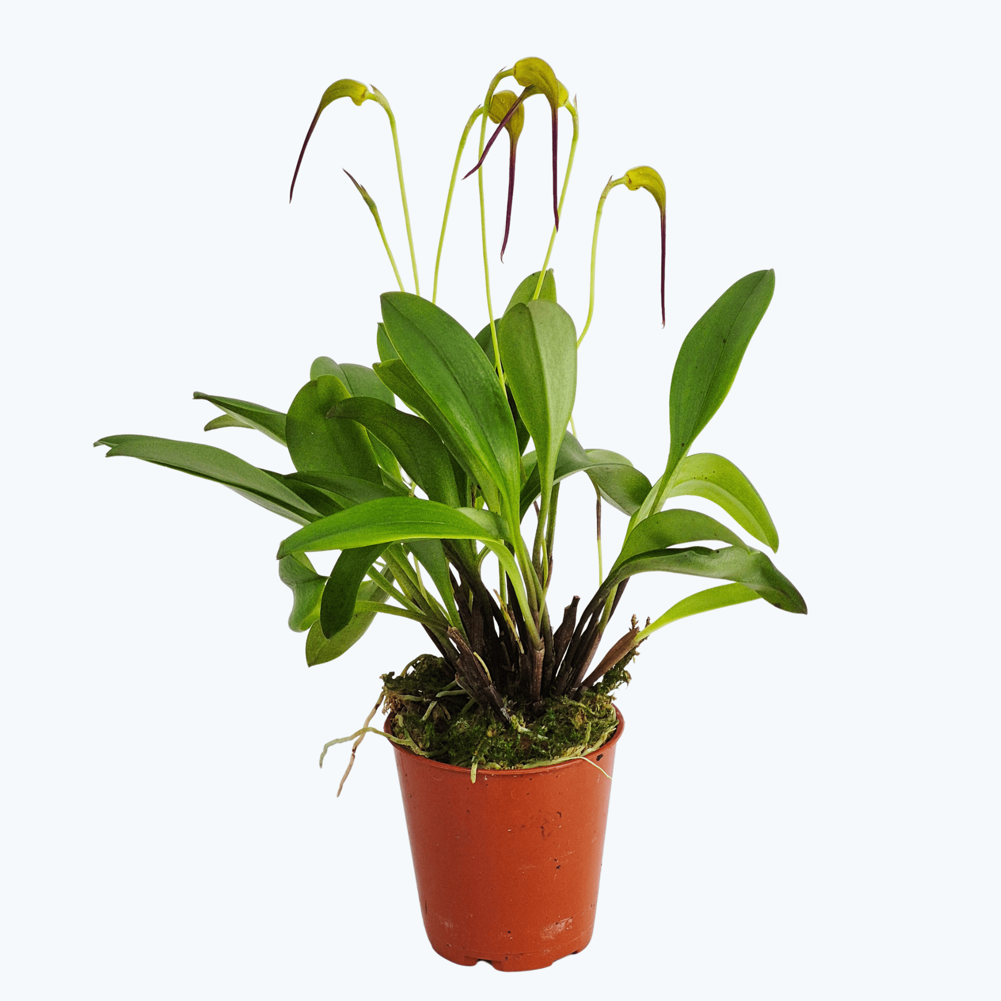 Mini-Orchidee Masdevallia triangularis