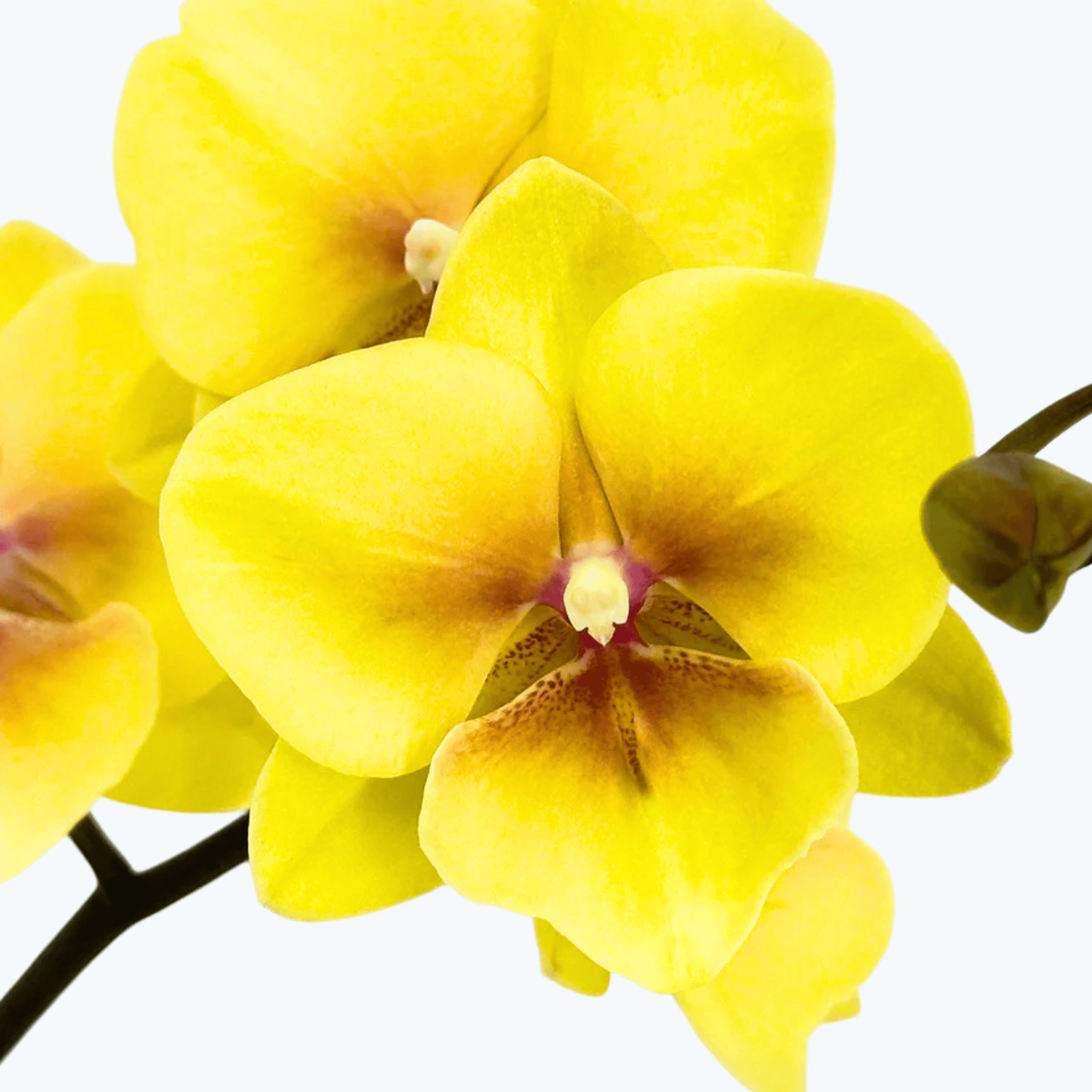 Phalaenopsis Farbmix im 3er Set mit 2 Rispen