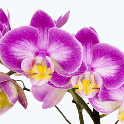 Phalaenopsis Sunca Pula mit rosa-weißen Blüten und 2+ Rispen