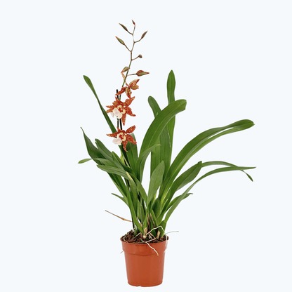 Cambria Hybride mit 3+ Rispen im 12 cm Topf
