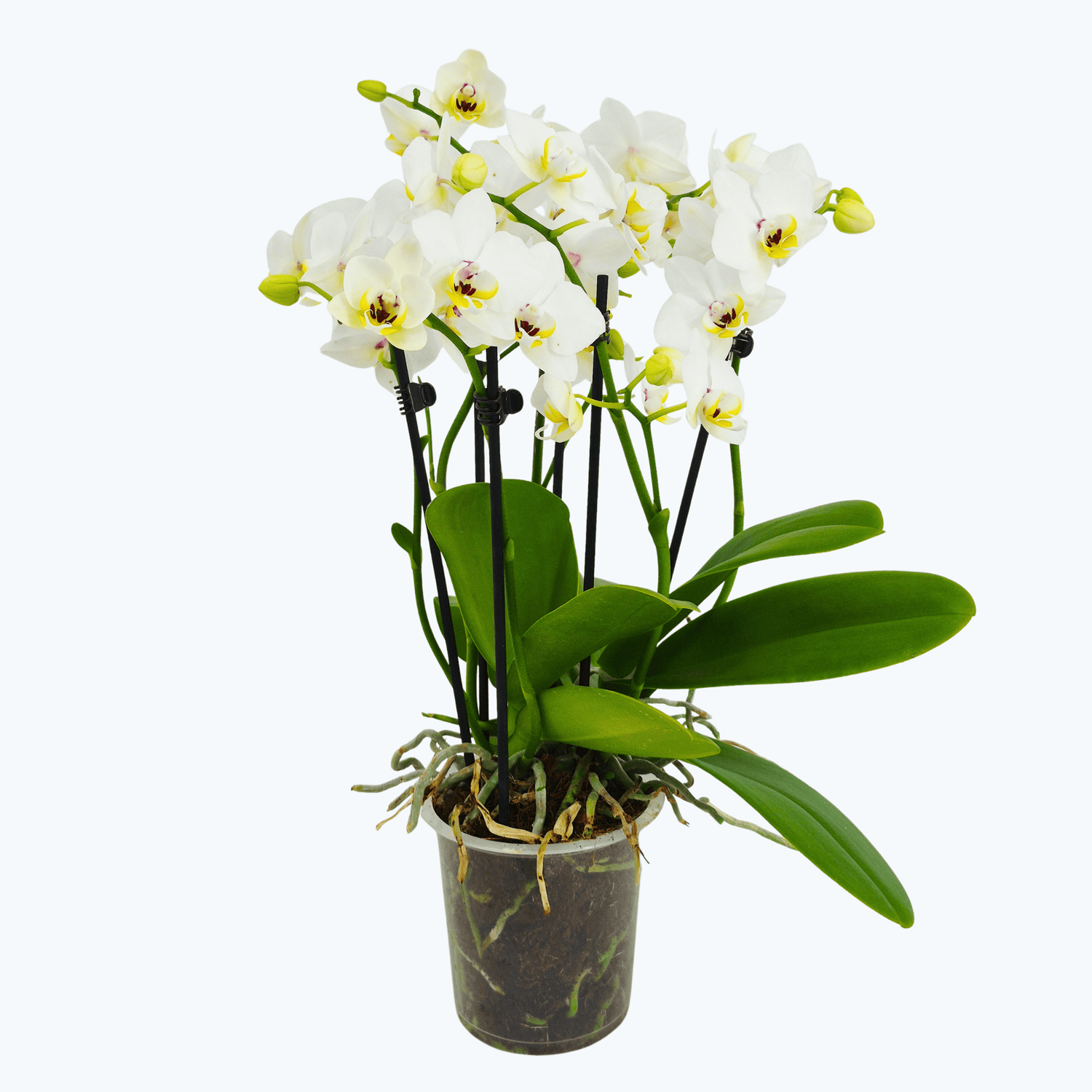 Große Two of Us White Coco mit weißen Blüten und 5 Rispen