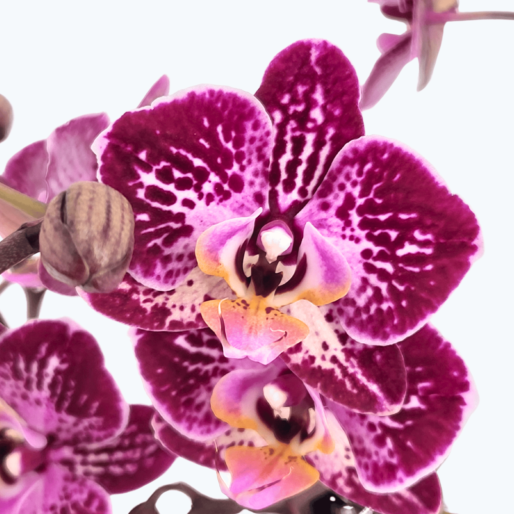 Phalaenopsis Purple Rain mit lila-gefleckten Blüten und 3 Rispen