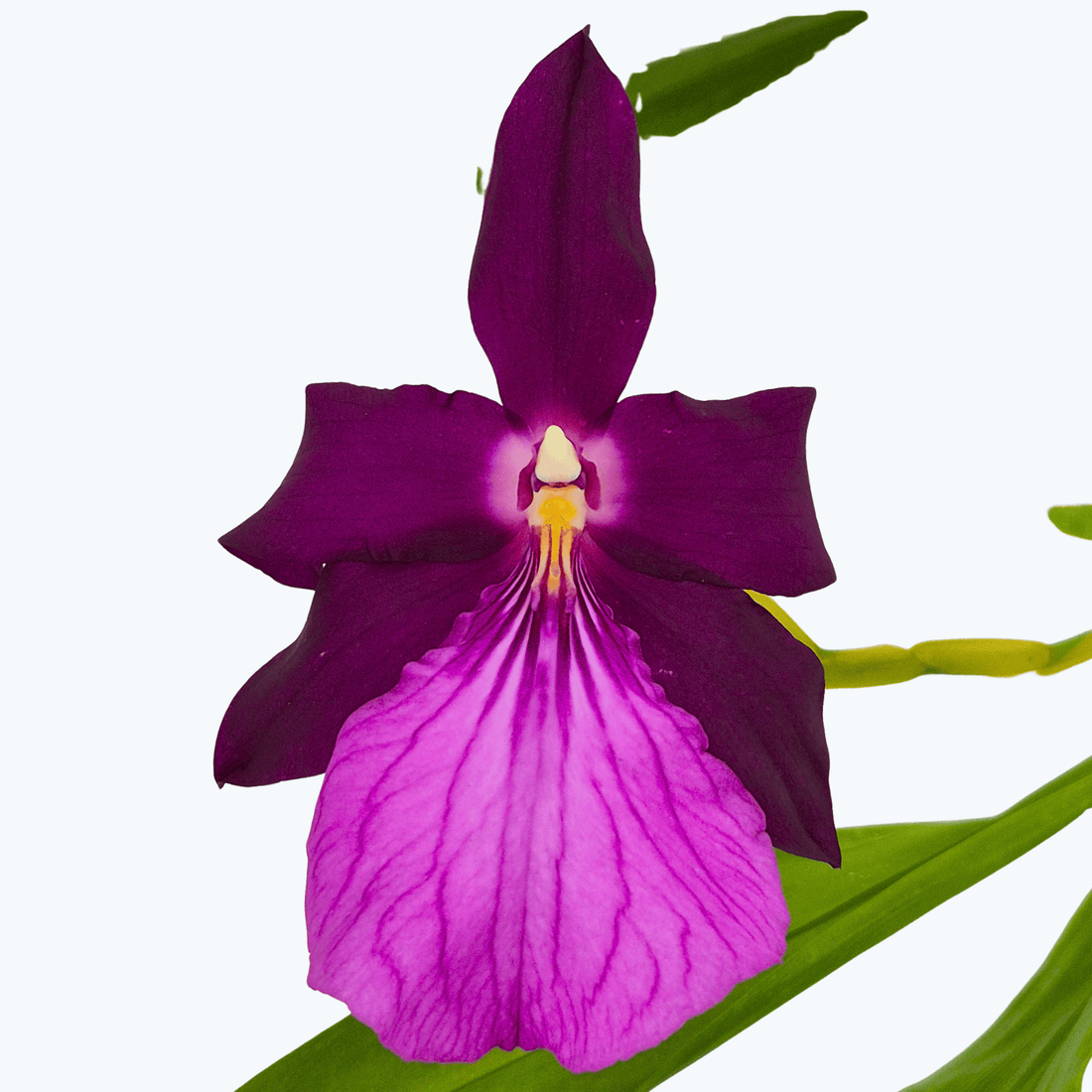 Miltonia moreliana Duftorchidee mit 2+ Rispen im Ampeltopf