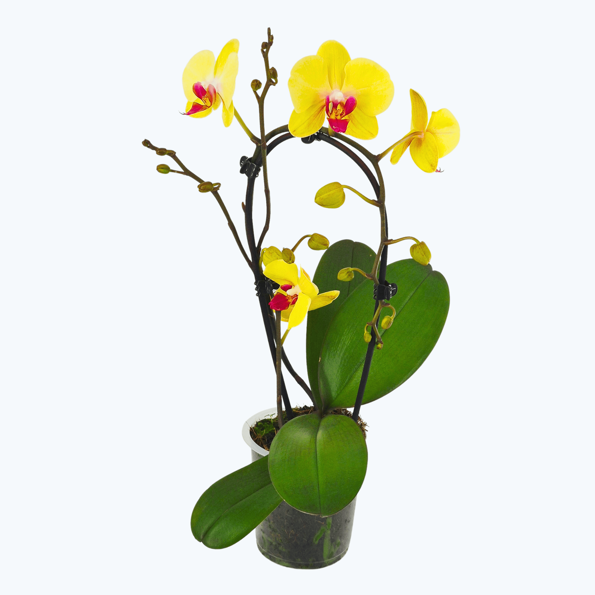 Wasserfall Phalaenopsis Golden Star mit gelben Blüten und 1 Rispe