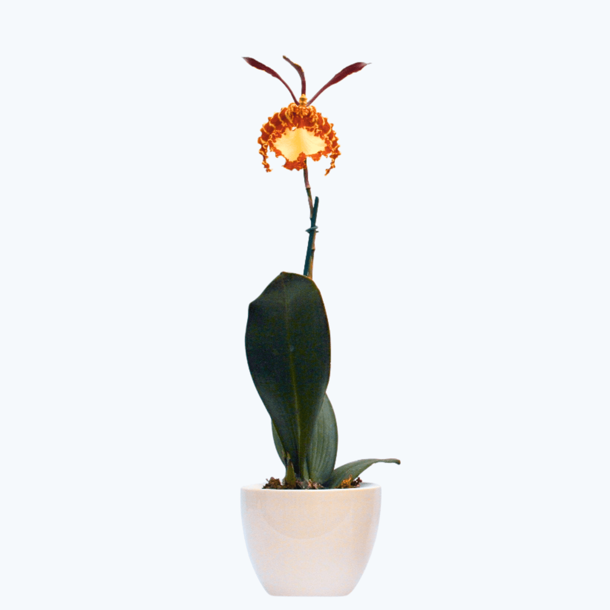 Psychopsis Kahili mit 1 Rispe
